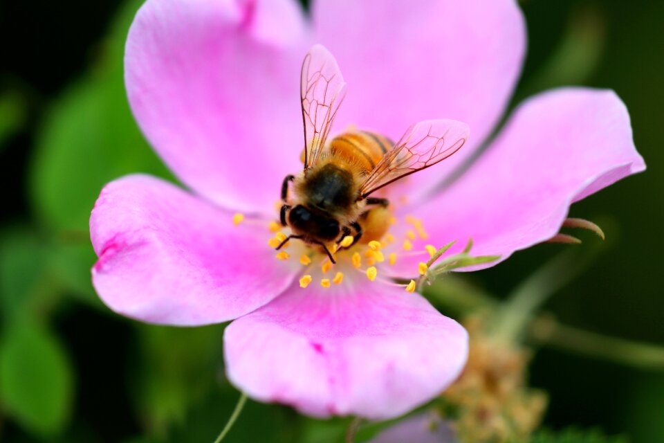 Nature plant insect