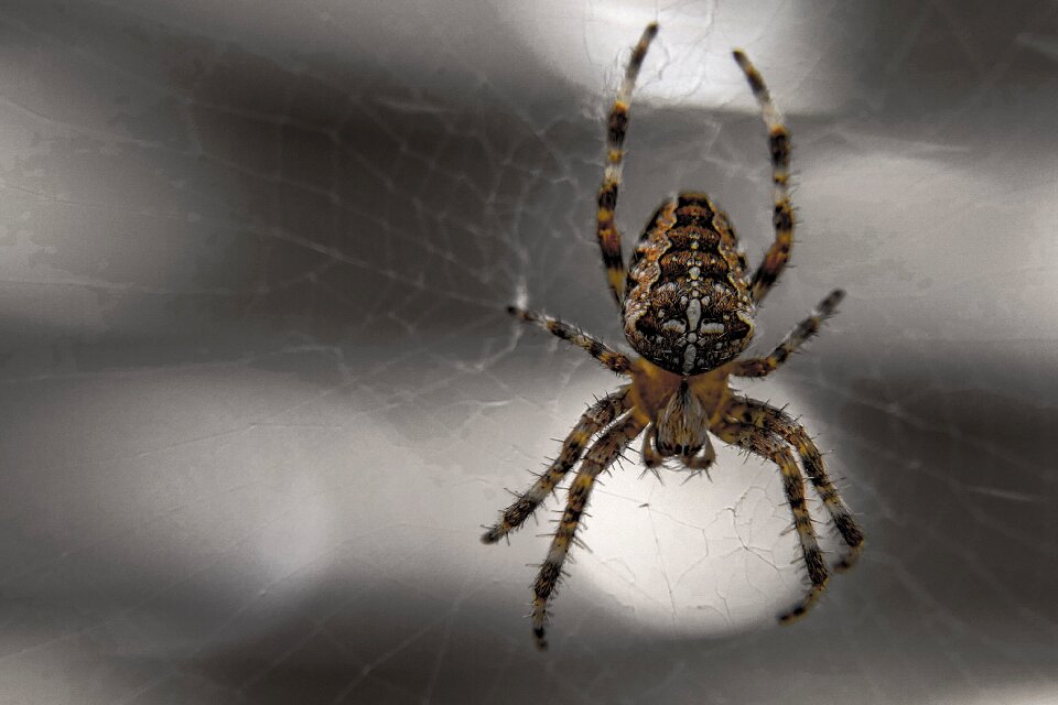 Spiderweb fear phobia