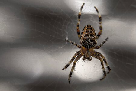 Spiderweb fear phobia
