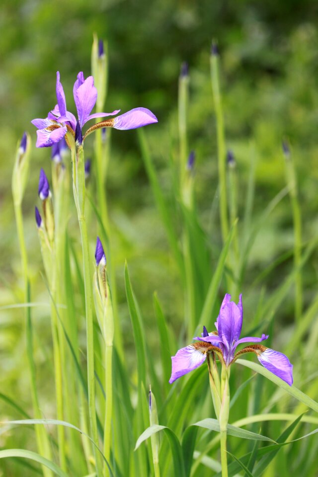 Flowers grass summer