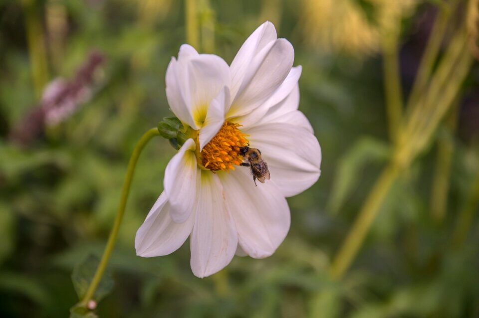 Blossom bloom plant