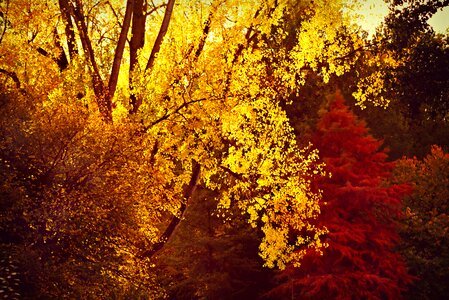 Foliage colorful bright yellow photo