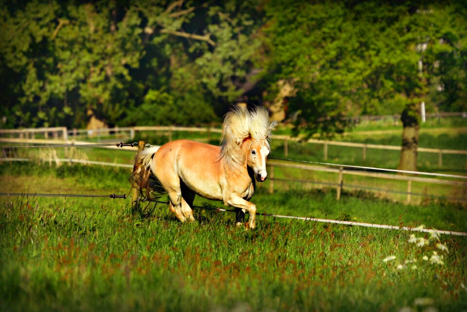 Haflinger mane gallop
