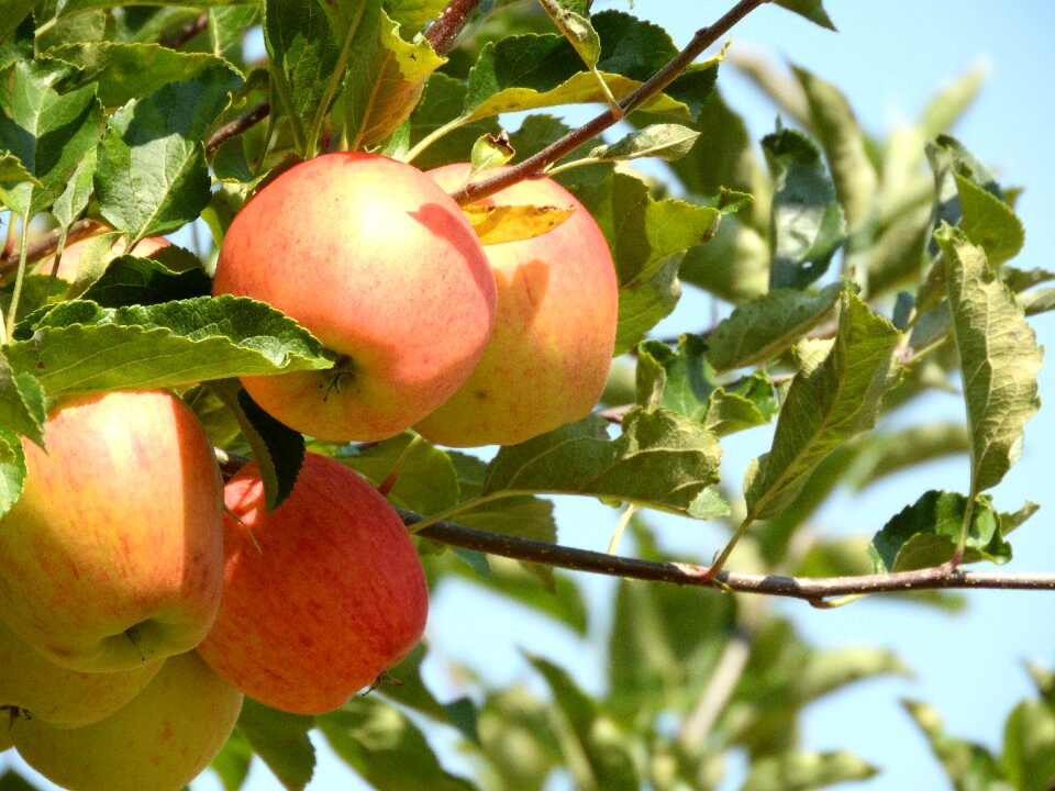 Autumn healthy ripe