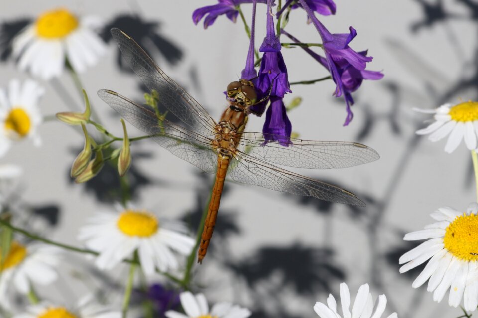 Insect beautiful summer
