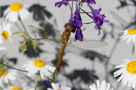 Insect beautiful summer