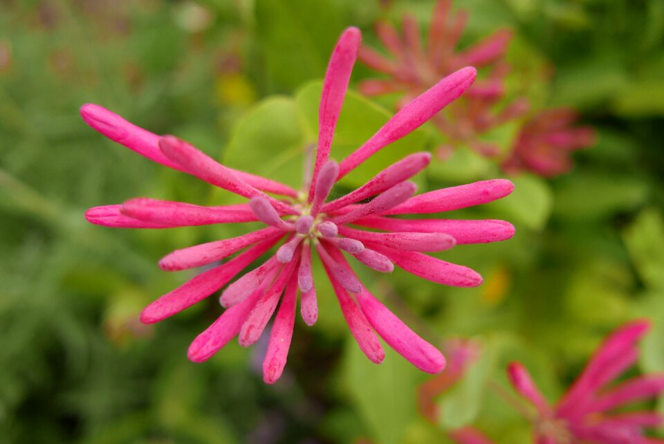 Nature red flower a flower garden