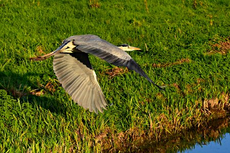 Wings feathers flying photo