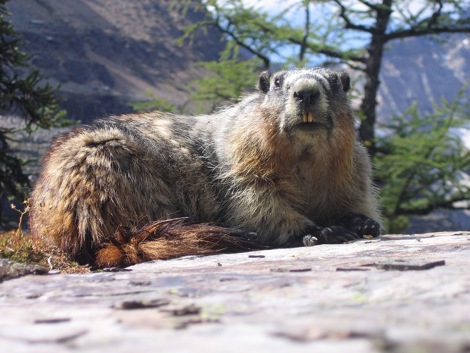 Marmot groundhog rodent