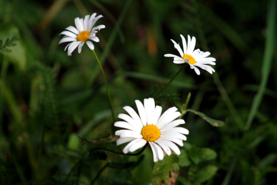 White beauty botanical
