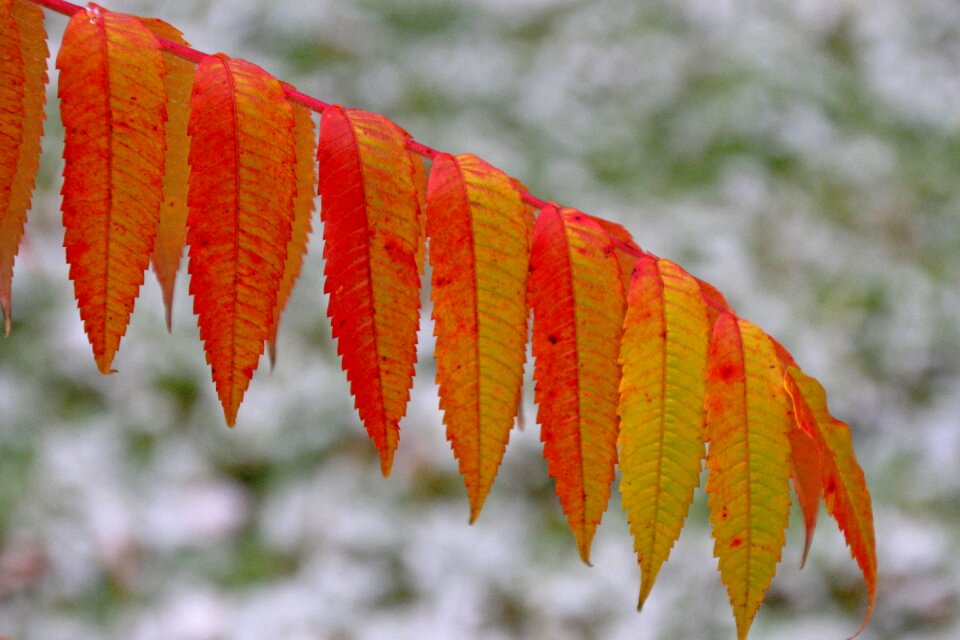 Fall foliage background emerge