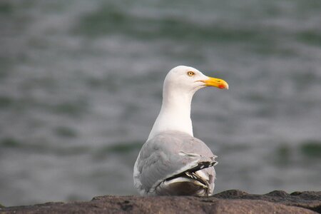 Animal world waters sea photo