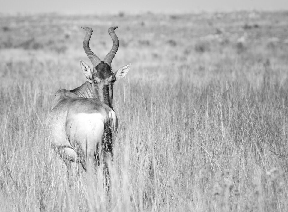 Wildlife deer nature