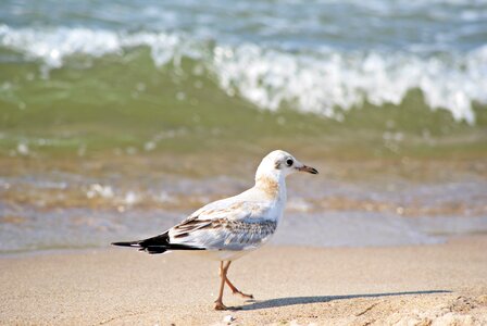 Beach birds seagull photo
