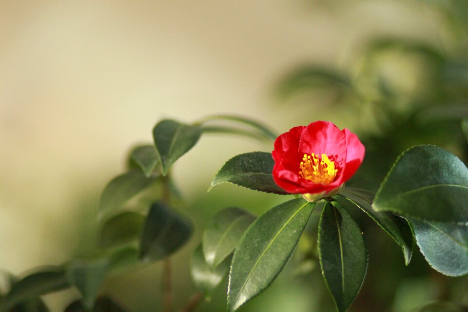 Flowers nature petal