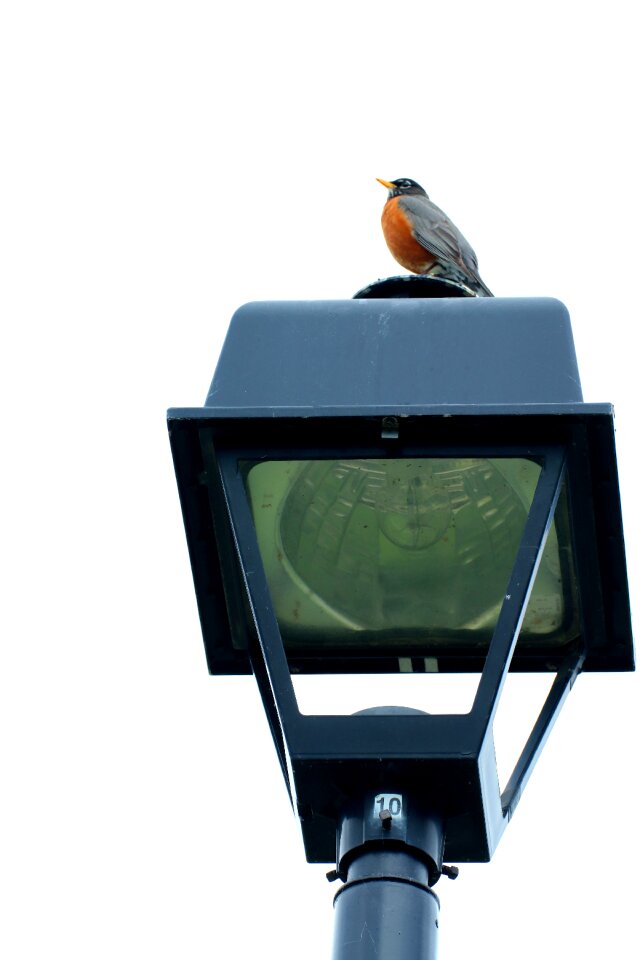 Lamppost architecture bird