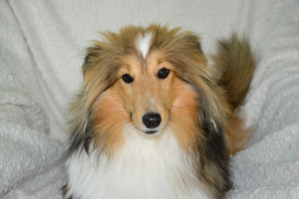 Bitch nayana color fawn domestic animal