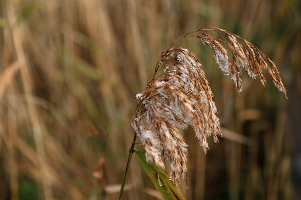 Silver grass reeds ice