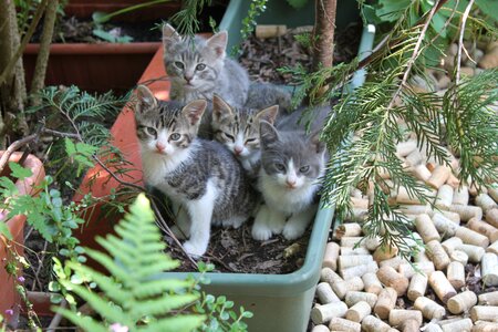 Jardiniere cute garden