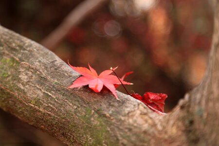 Autumn nature leaves