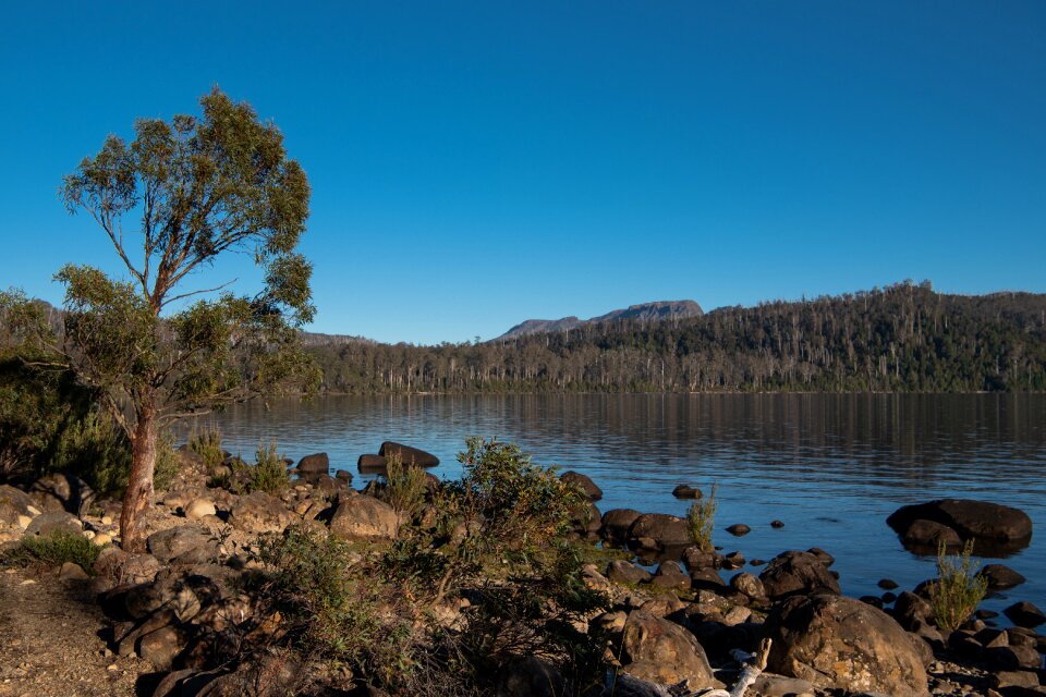 Cynthia bay nature landscape