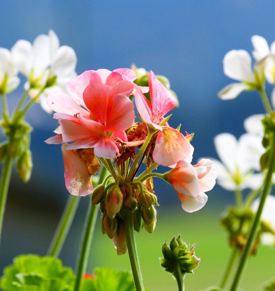 Summer flower garden blossom