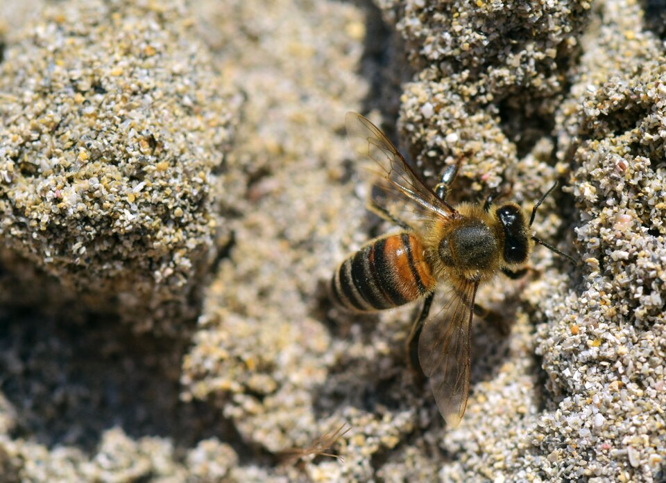 Close up beach earth
