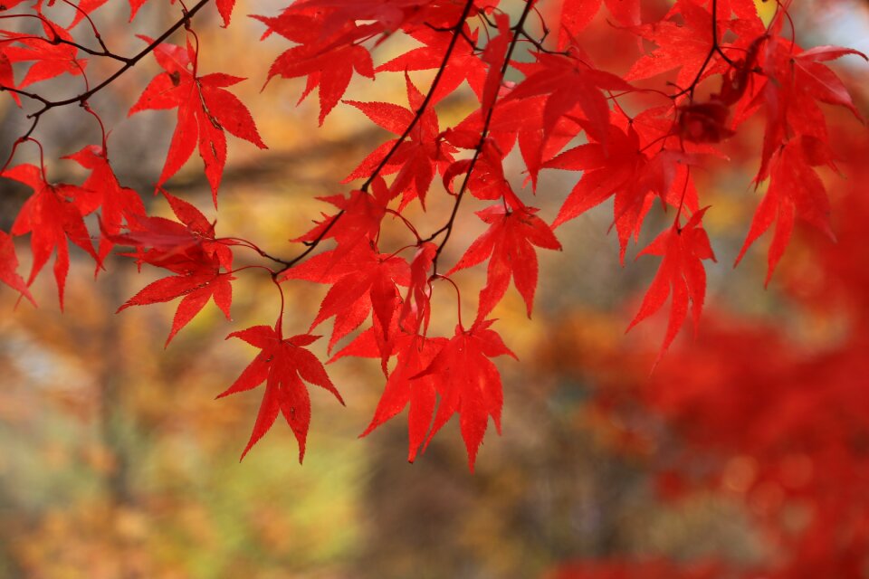Autumn nature leaves