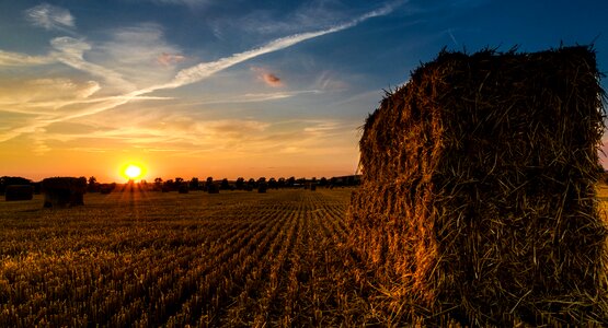 Harvest harvest time stubble