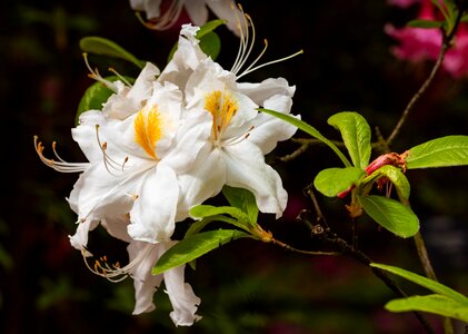 Flower spring flowers photo