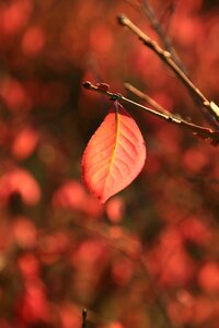 Autumn nature leaves photo