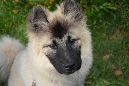 Dog eurasier color sand black mask