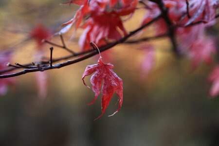 Autumn nature leaves