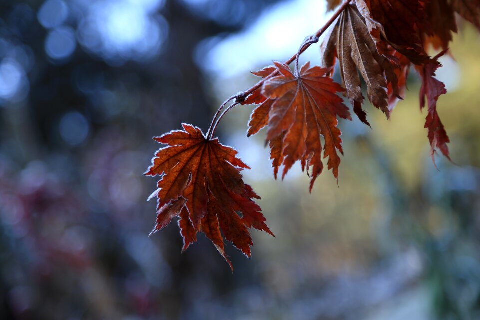 Autumn nature leaves