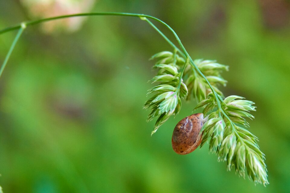 Slowly close up snails