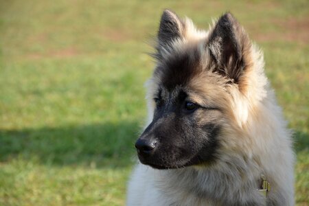 Dog eurasier portrait head profile