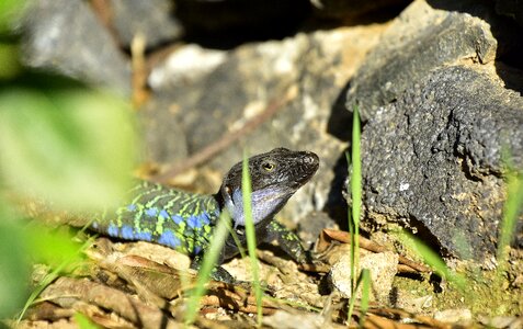 Terrarium nature wild