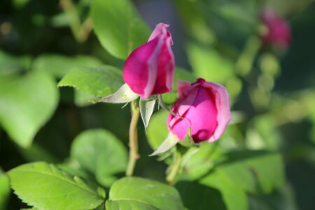 Leaves plant flower photo