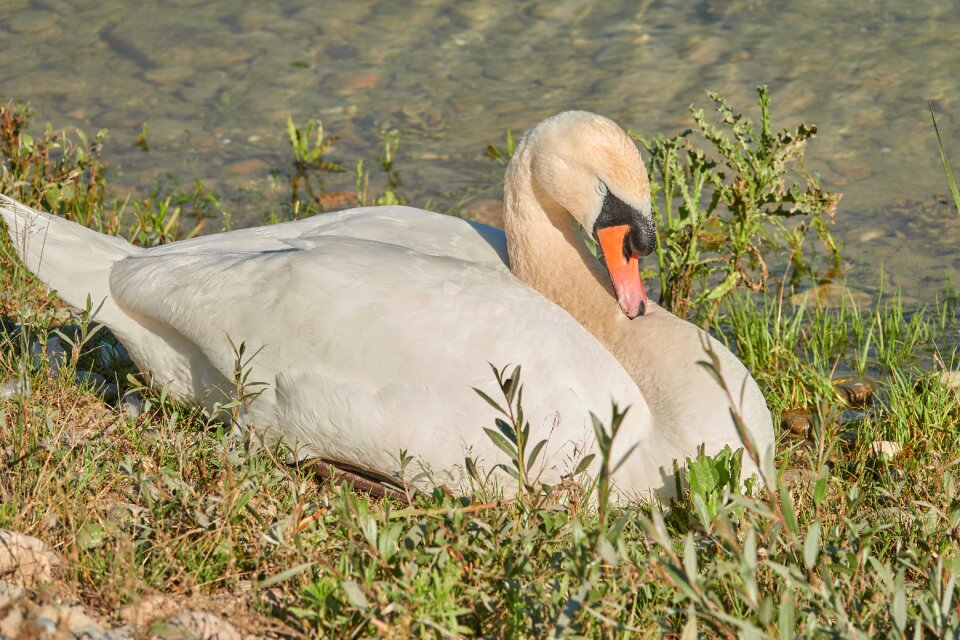 Swan's nest bird water bird