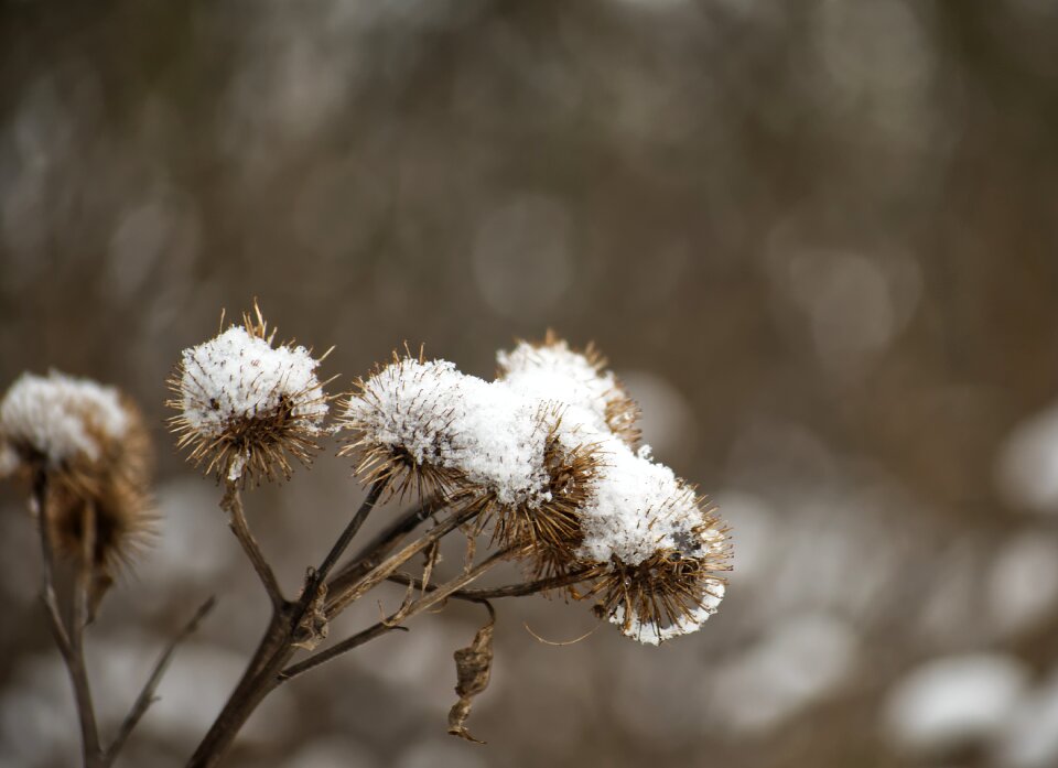 Thistle cold nature