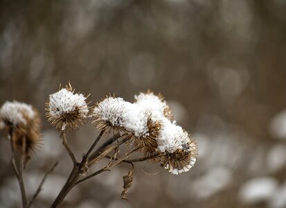 Thistle cold nature
