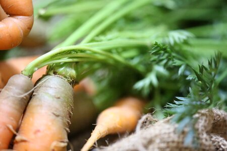 Nature flora carrots