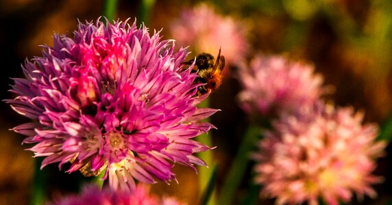 Macro bee pollen photo