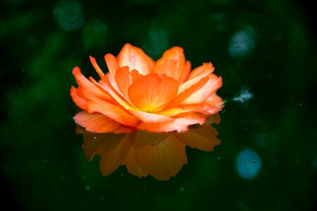 Bokeh lens macro