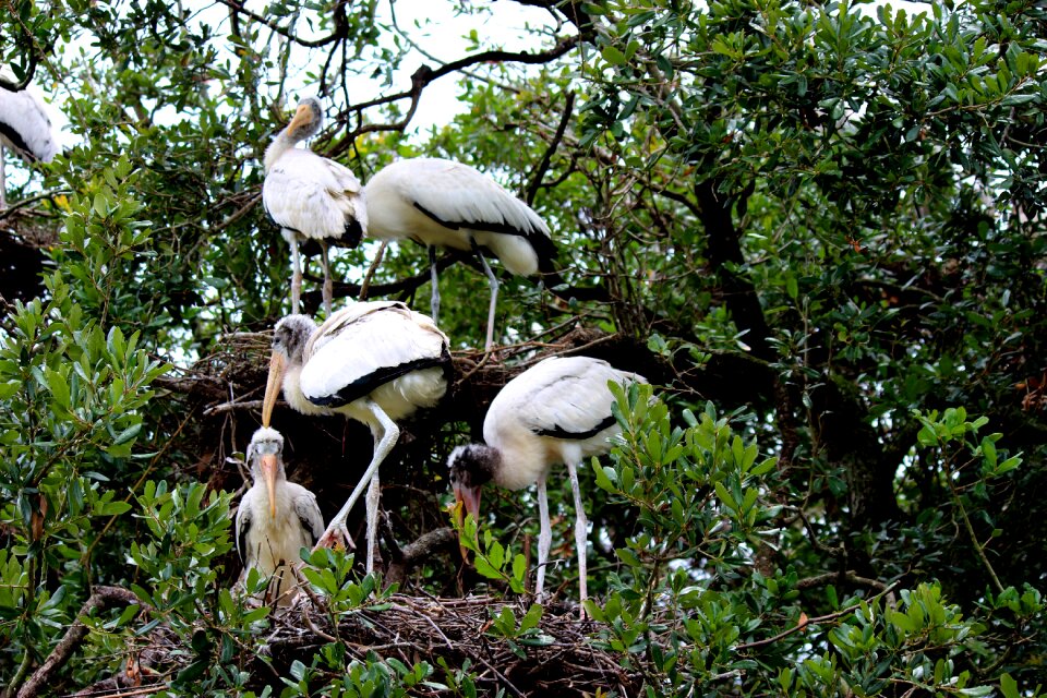 Nature animals wildlife