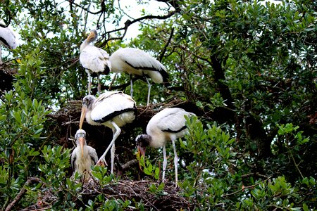 Nature animals wildlife