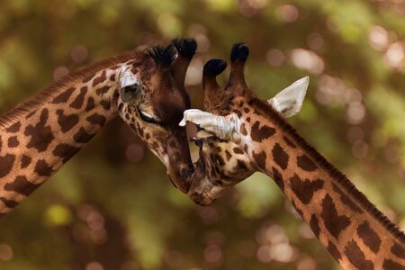 Herbivore funny nature