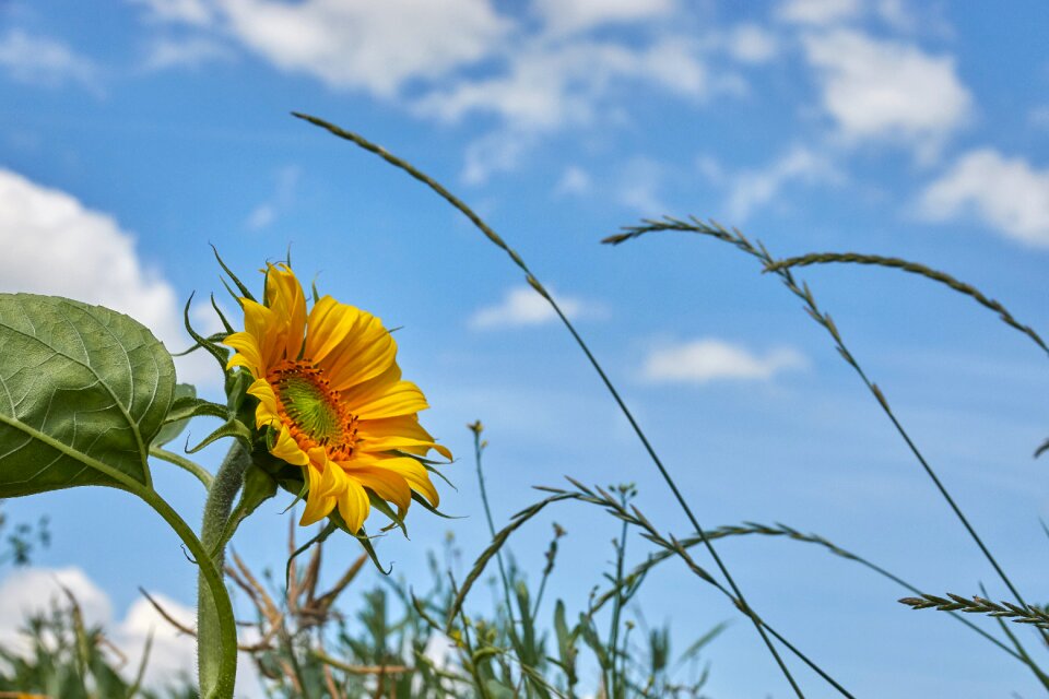 Summer sunny plant photo