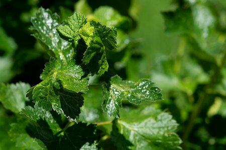 Currant currant leaves currant shrub