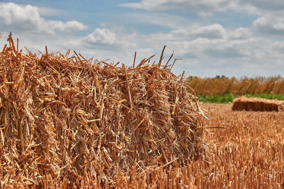 Agriculture field landscape